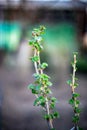 Branch of currant with young small green leaves Royalty Free Stock Photo