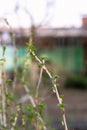 Branch of currant with young small green leaves Royalty Free Stock Photo