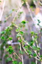Branch of currant with young small green leaves Royalty Free Stock Photo