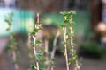 Branch of currant with young small green leaves Royalty Free Stock Photo