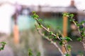 Branch of currant with young small green leaves Royalty Free Stock Photo