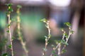 Branch of currant with young small green leaves Royalty Free Stock Photo