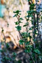 Branch of currant with young small green leaves Royalty Free Stock Photo