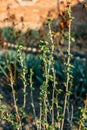 Branch of currant with young small green leaves Royalty Free Stock Photo