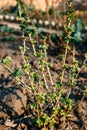 Branch of currant with young small green leaves Royalty Free Stock Photo