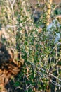 Branch of currant with young small green leaves Royalty Free Stock Photo