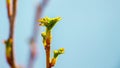 Branch currant with young sprouts in early spring in sunny weather. Copy space_