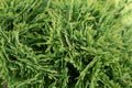 Thuja Occidental shrub is an evergreen coniferous tree in the cypress family Cupressaceae. Macro cypress and cedar seeds