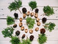 branch cypress forest cones and walnuts lie on a white background