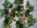 branch cypress forest cones and walnuts lie on a white background Royalty Free Stock Photo