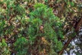 A branch of a cypress growing in Budva with green needles and cones, Montenegro Royalty Free Stock Photo