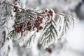 The branch of a cypress with strobiles covered with snow Royalty Free Stock Photo