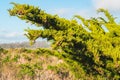 Branch of cypress tree with pine cones, green hills and California native forest on background Royalty Free Stock Photo