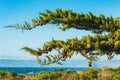 Branch of cypress tree with pine cones, and Pacific ocean and clear blue sky Royalty Free Stock Photo