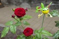 A branch of a dark red garden rose with raindrops, close-up Royalty Free Stock Photo