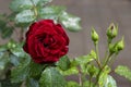 A branch of a dark red garden rose with raindrops, close-up Royalty Free Stock Photo