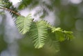 Branch of a Dawn Redwood (lat. Metasequoia glyptostroboides