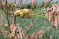 Branch of a dead Apple tree with dried apples Royalty Free Stock Photo