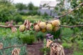 Branch of a dead Apple tree with dried apples Royalty Free Stock Photo