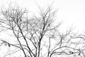 Branch of dead tree, Black and white monochrome picture. Royalty Free Stock Photo