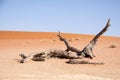 Branch of Dead Tree in Deadvlei, Namib Desert, Namibia Royalty Free Stock Photo