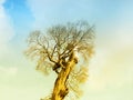 Branch of dead tree under dramatic evening cloud and sky. Royalty Free Stock Photo