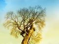 Branch of dead tree under dramatic evening cloud and sky. Royalty Free Stock Photo