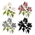 Branch decorative shrub Weigelie various multicolored nature and silhouette watercolor background vector illustration editable