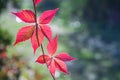 Branch of decorative wild grapes with red autumn leaves. Copy space