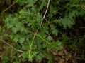 Branch Of Deep Green Gambel Oak Leaves