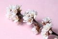 Branch with delicate cherrys flowers, wedding or spring concept, pink background, close-up Royalty Free Stock Photo