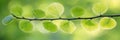 Branch with Delicate Spring Leaves Radiating Luminous Beauty, Capturing Lush Verdancy and Light. Royalty Free Stock Photo