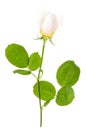 Branch of delicate white-pink rose isolated on white background Royalty Free Stock Photo