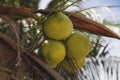 branch of delicious coconuts growing