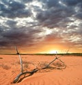 Branch in a desert