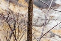 Branch detail at Noboribetsu Jigokudani Hell Valley: The volcano valley got its name from the sulfuric smell. Royalty Free Stock Photo