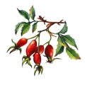 A branch of Dog rose Briar with red berries and green leaves.