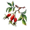 A branch of Dog rose Briar with red berries and green leaves.