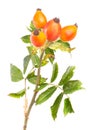 Branch of dog rose isolated over white