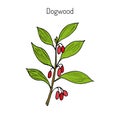 Branch of dogwood plant Royalty Free Stock Photo
