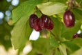 Branch of dogwood tree with many red berries