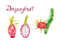 Branch with dragon fruit, whole fruit and cut half slice, hand painted watercolor illustration with inscription isolated on white Royalty Free Stock Photo