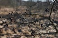 Branch of dried berries rowan Royalty Free Stock Photo