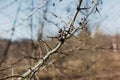 Branch of dried berries rowan Royalty Free Stock Photo