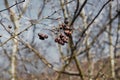 Branch of dried berries rowan Royalty Free Stock Photo