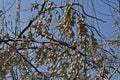 Branch with dried fruits of Elaeagnus angustifolia, Tree of Paradise or Russian Olive, in close-up