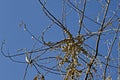 Branch with dried fruits of Elaeagnus angustifolia, Tree of Paradise or Russian Olive, in close-up