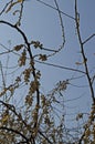 Branch with dried fruits of Elaeagnus angustifolia, Tree of Paradise or Russian Olive, in close-up