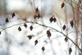 A branch of dried wild rose hips on sunny winter day after snowfall Royalty Free Stock Photo