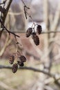 A branch of dry alder cones. Branch of Alnus glutinosa